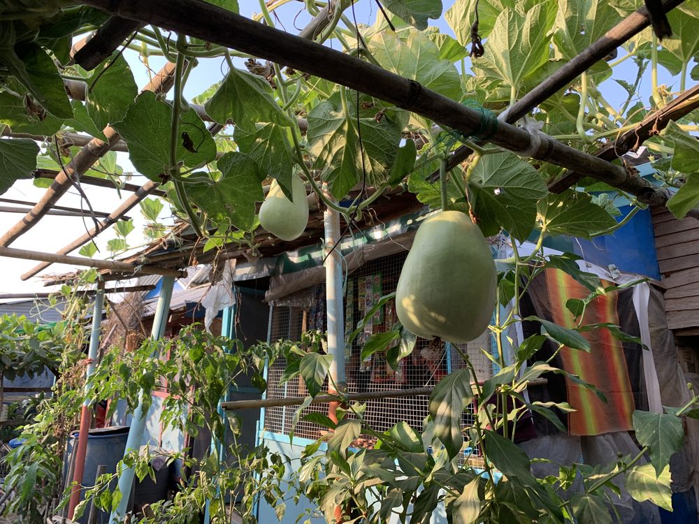 Gourds growing on a bamboo trellis over a home